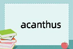 acanthus