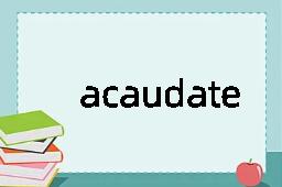 acaudate