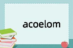 acoelomate