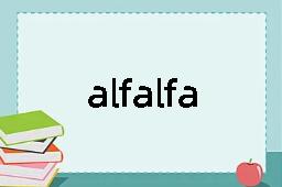 alfalfa