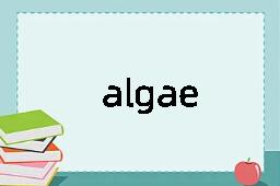 algae