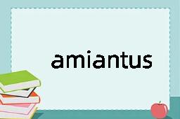 amiantus