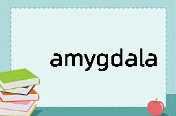 amygdala