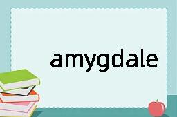 amygdale