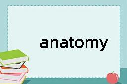 anatomy