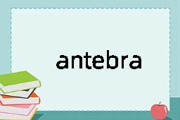 antebrachium