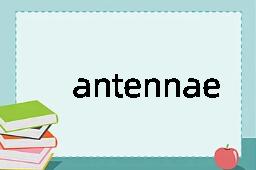 antennae