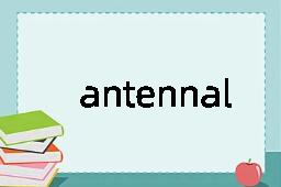 antennal