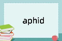 aphid