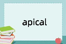 apical