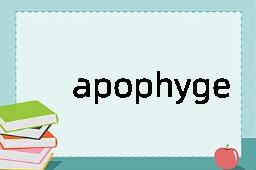 apophyge