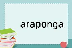 araponga