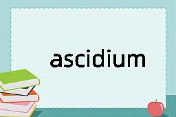 ascidium