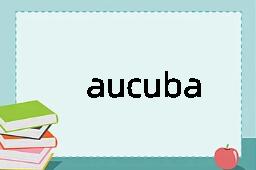 aucuba