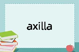 axilla