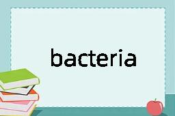 bacteria