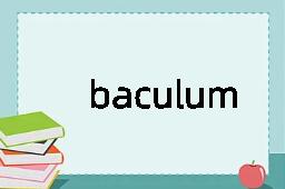 baculum