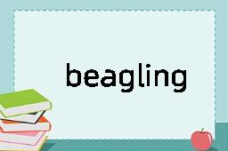 beagling