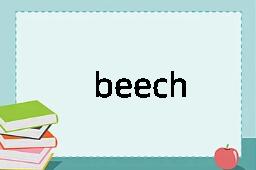 beech