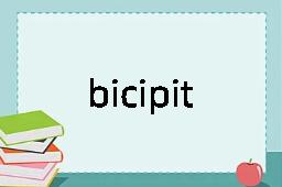 bicipital