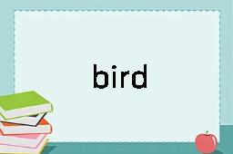 bird