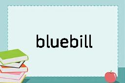 bluebill