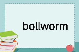 bollworm