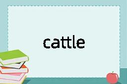 cattle