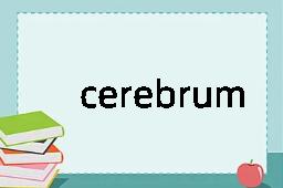 cerebrum