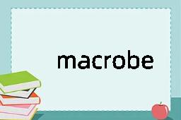 macrobenthos