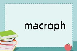 macrophage