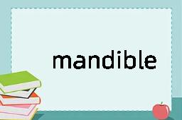 mandible