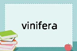 vinifera