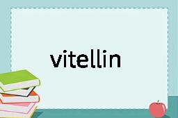 vitellin