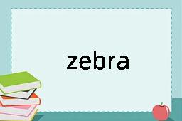 zebra